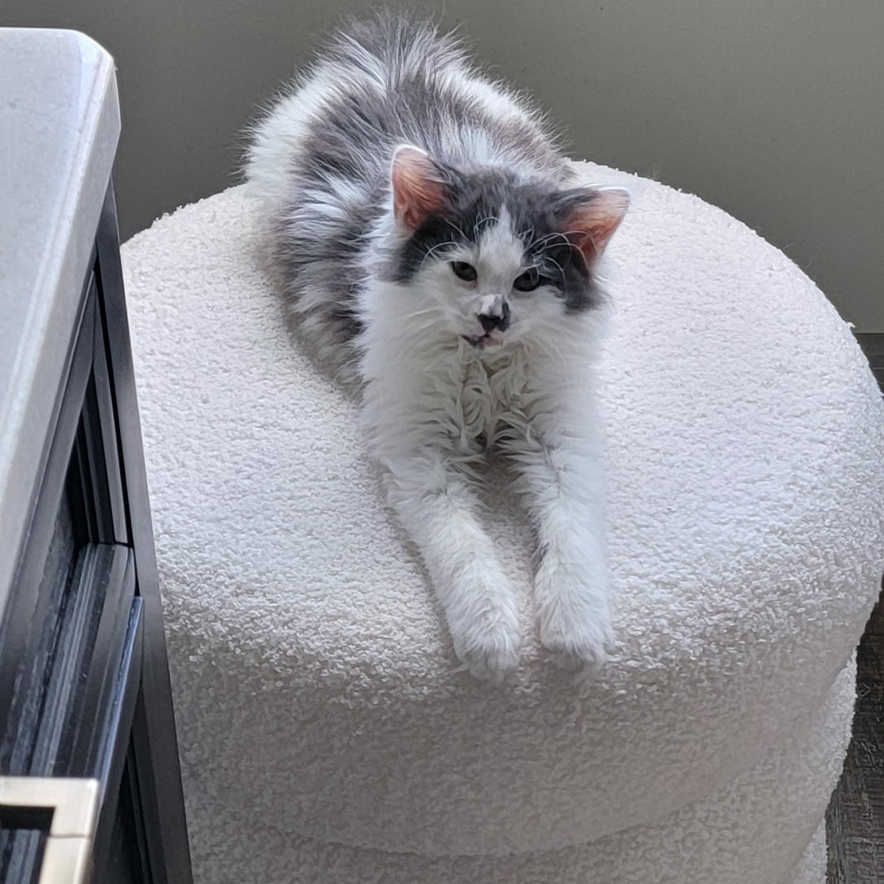Bubbly, an adoptable Domestic Long Hair in Wyandotte, MI image 2/6