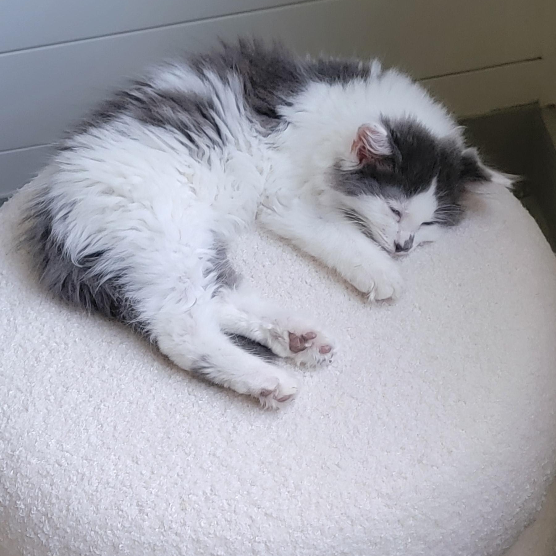 Bubbly, an adoptable Domestic Long Hair in Wyandotte, MI image 6/6
