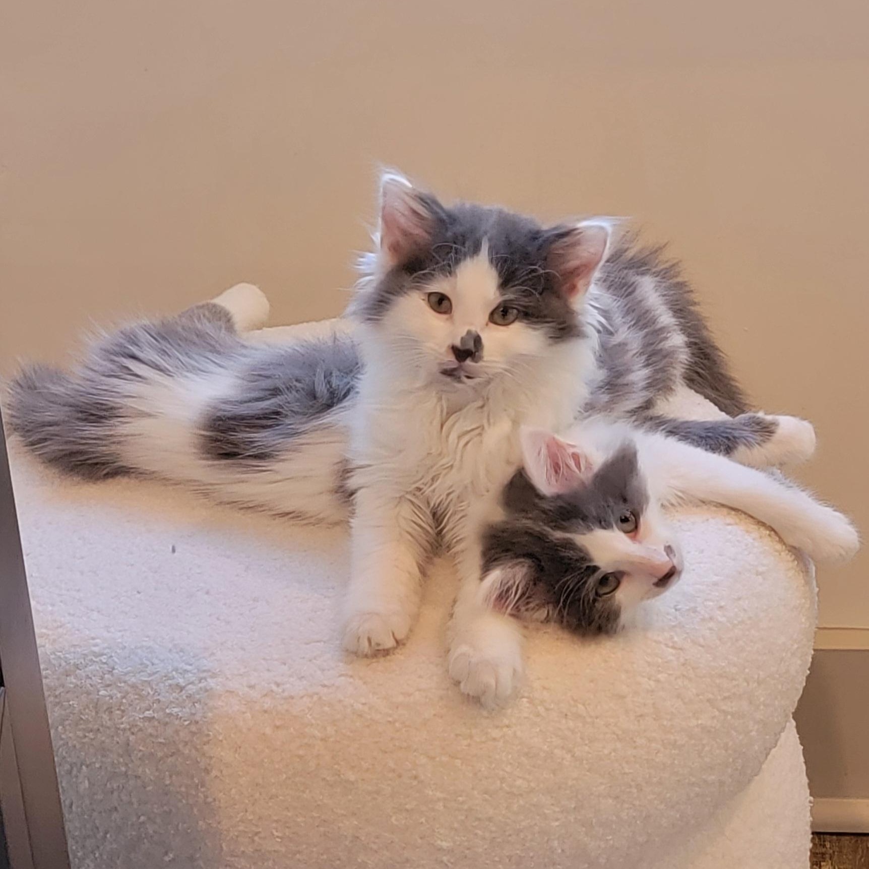 Bubbly, an adoptable Domestic Long Hair in Wyandotte, MI image 3/6