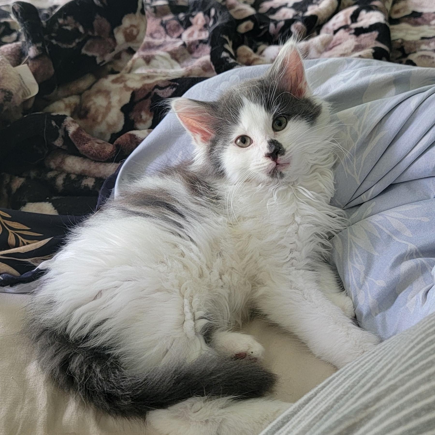 Bubbly, an adoptable Domestic Long Hair in Wyandotte, MI image 4/6