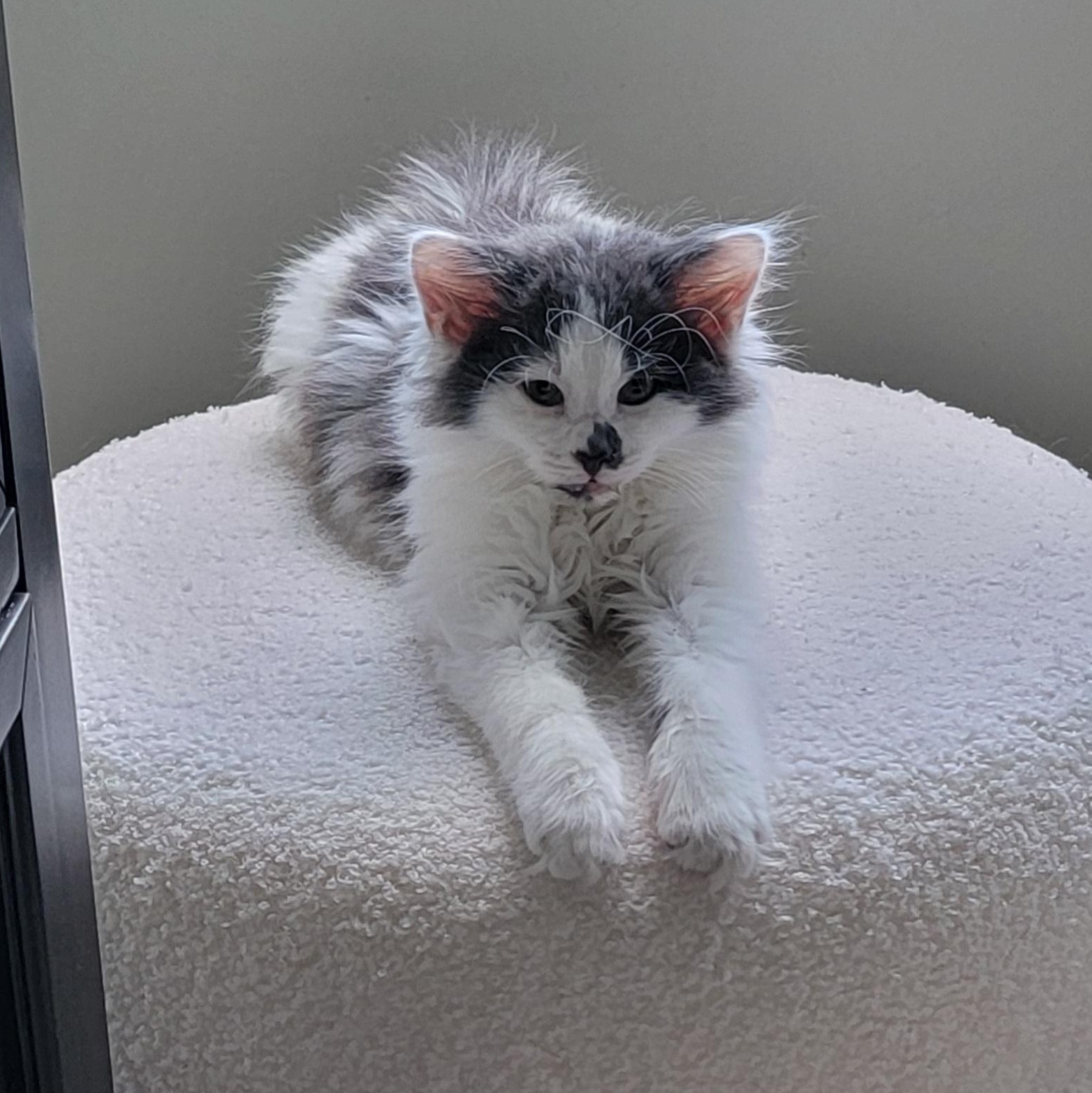 Bubbly, adoptable, Kitten Male Domestic Long Hair.