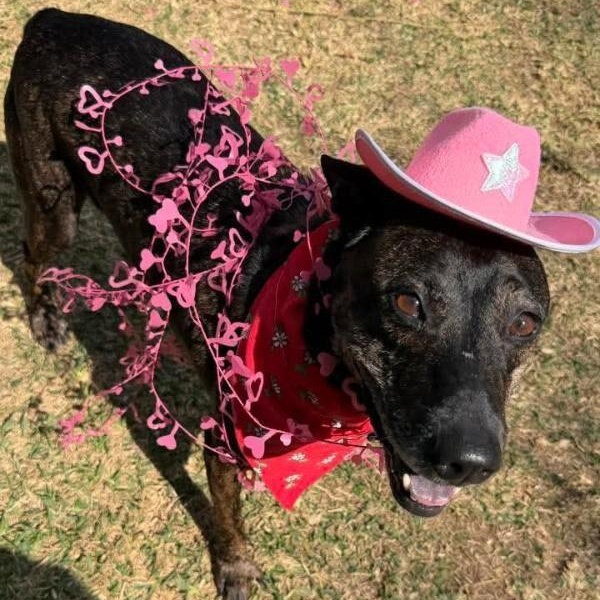 Rosemary is a Pint Sized Pal