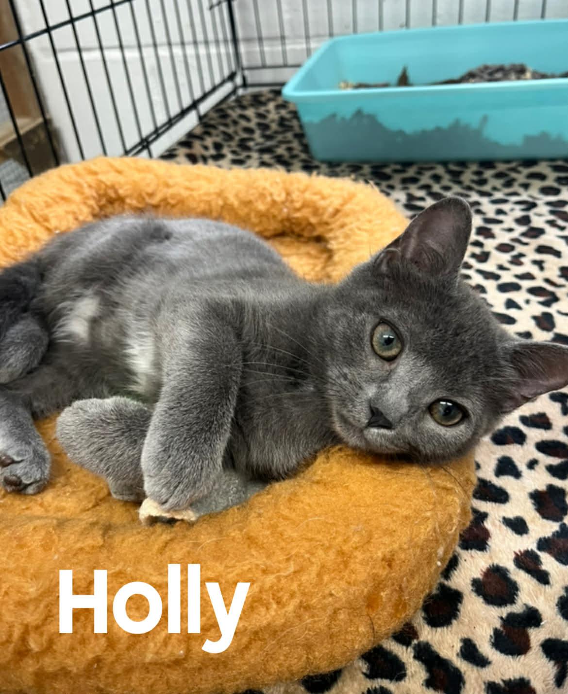Holly, ADOPTABLE, Kitten Female American Shorthair.