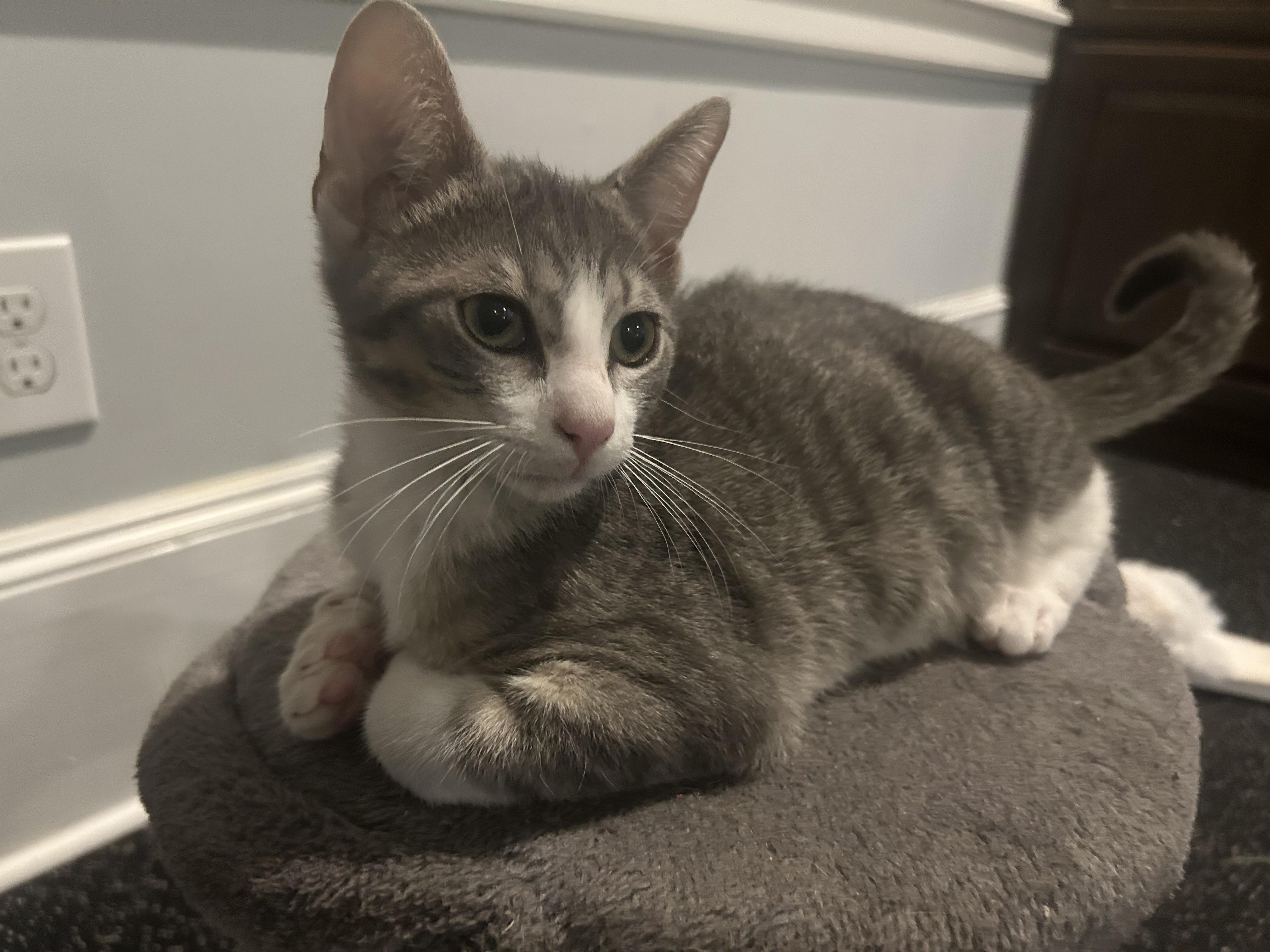 Enlarge Rocky - Riley Fuzzel Petsmart , an adopted Domestic Short Hair in Spring, TX image 2/2