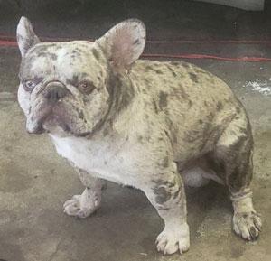Enlarge Auther, a ADOPTABLE French Bulldog in Claremore, OK image 1/1