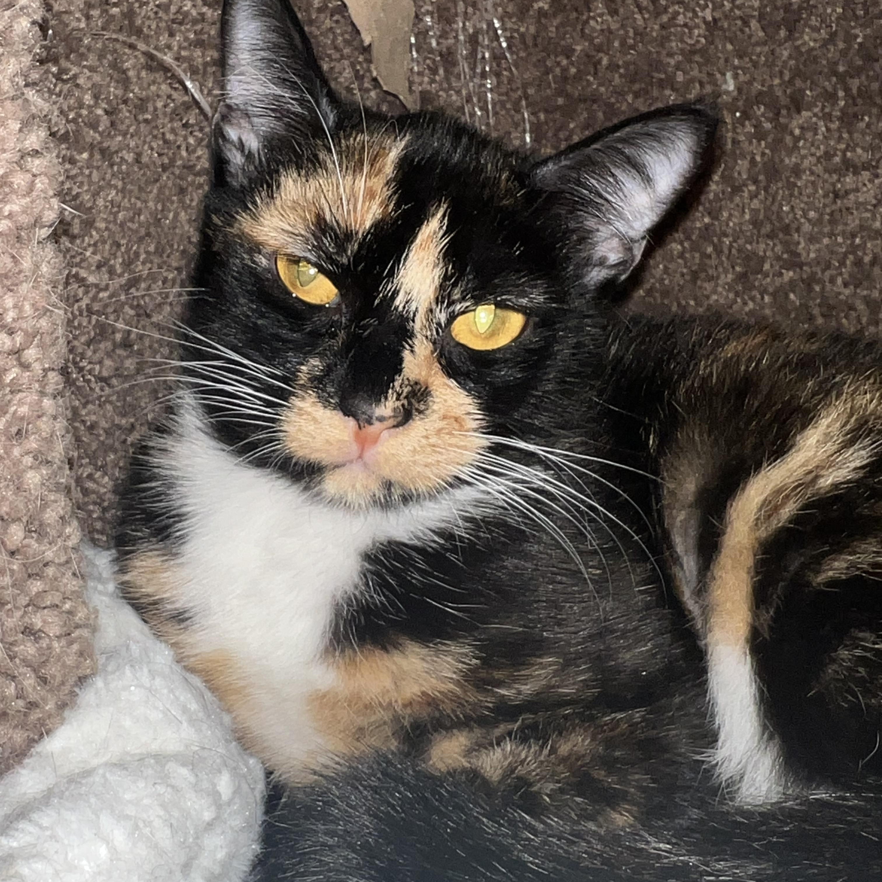 Shelly, Adult Female unknown