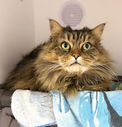 Rauri, Adoptable, Adult Female Domestic Medium Hair & Domestic Short Hair.