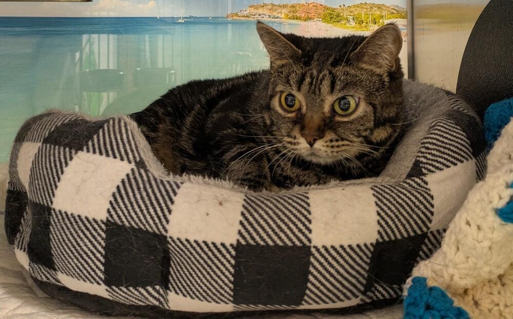Allie, Adoptable, Adult Female Domestic Medium Hair & Tabby.