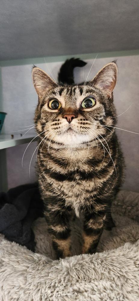 Enlarge Allie, a Adoptable mixed breed in Papillion, NE image 2/2