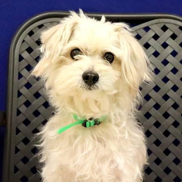 Butters, Adoptable, Adult Male Maltese.