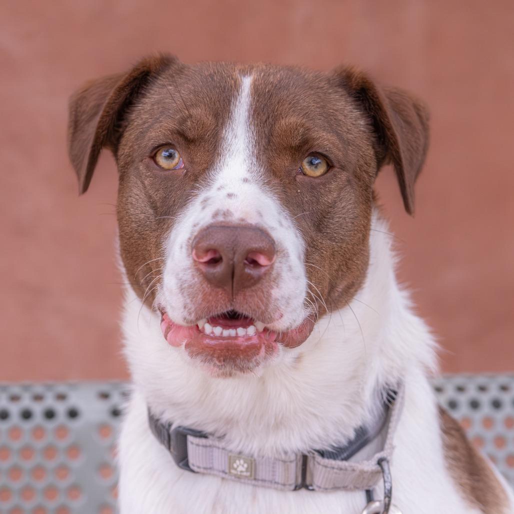Jubilee, Adoptable, Young Female Cattle Dog & Mixed Breed.