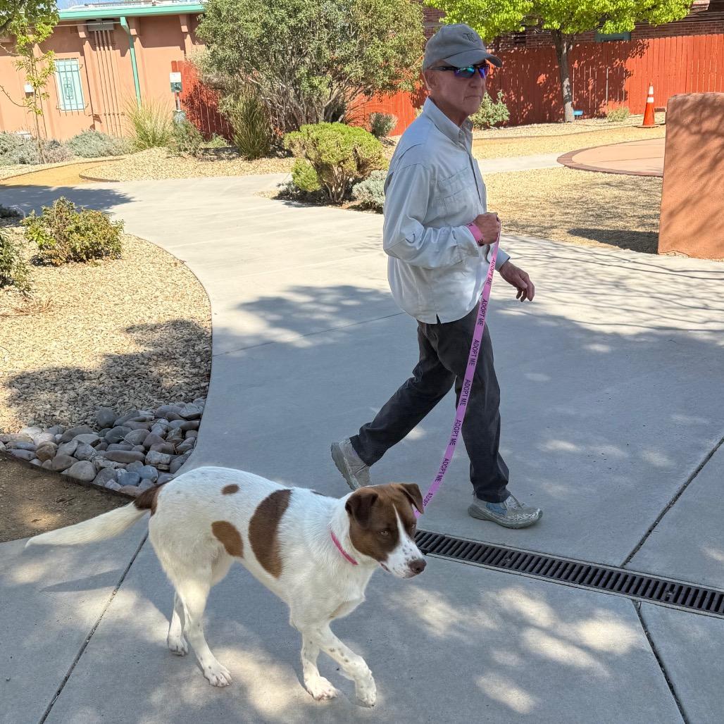 Enlarge Jubilee, a Adoptable mixed breed in Albuquerque, NM image 5/6