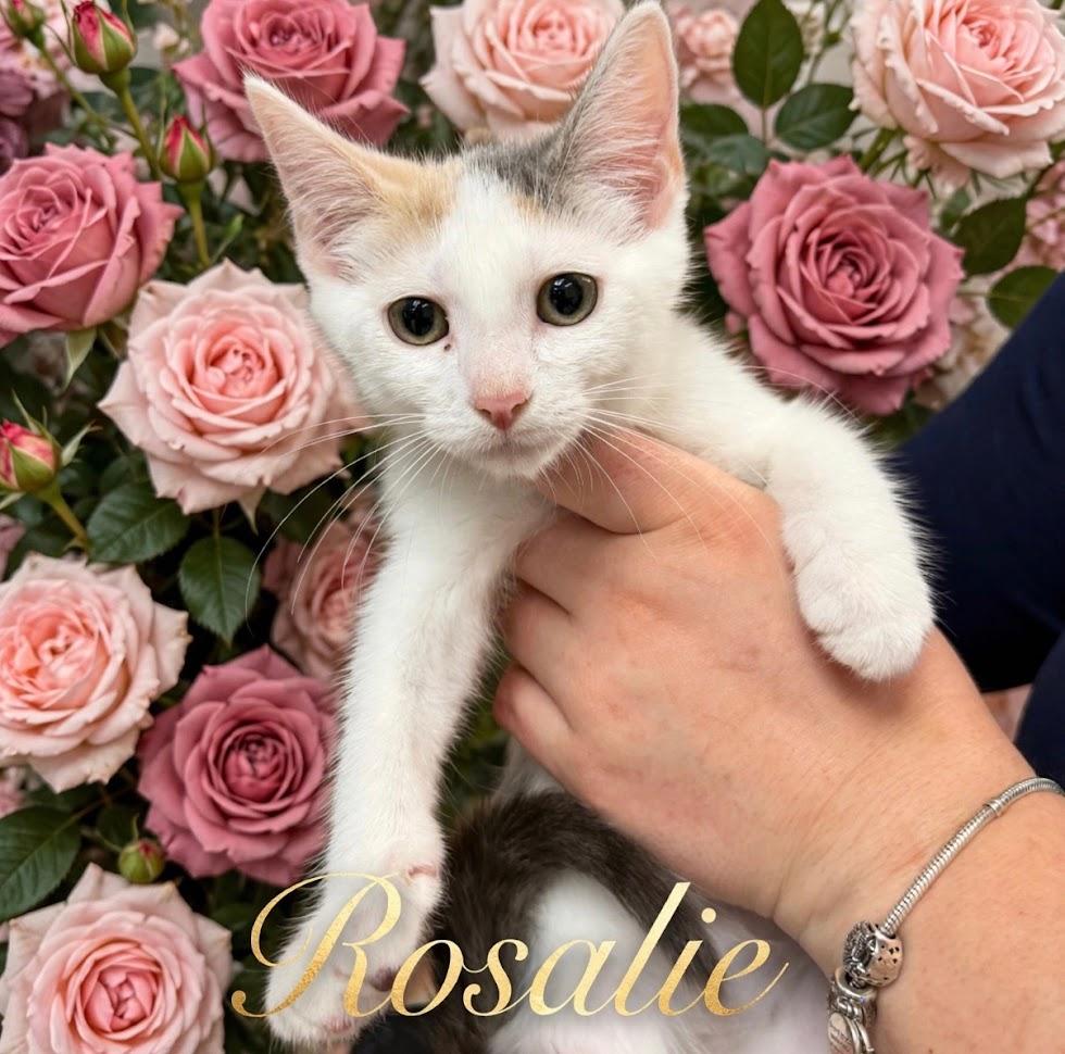 Rosalie - Dilute Calico, ADOPTABLE, Kitten Female Domestic Short Hair.
