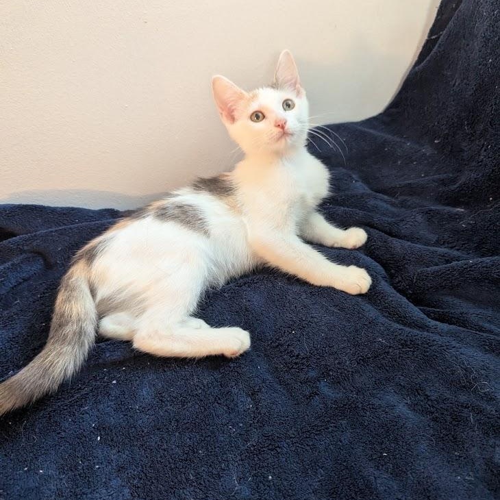 Enlarge Rosalie - Dilute Calico, a ADOPTABLE Domestic Short Hair in Haddon Heights, NJ image 3/4