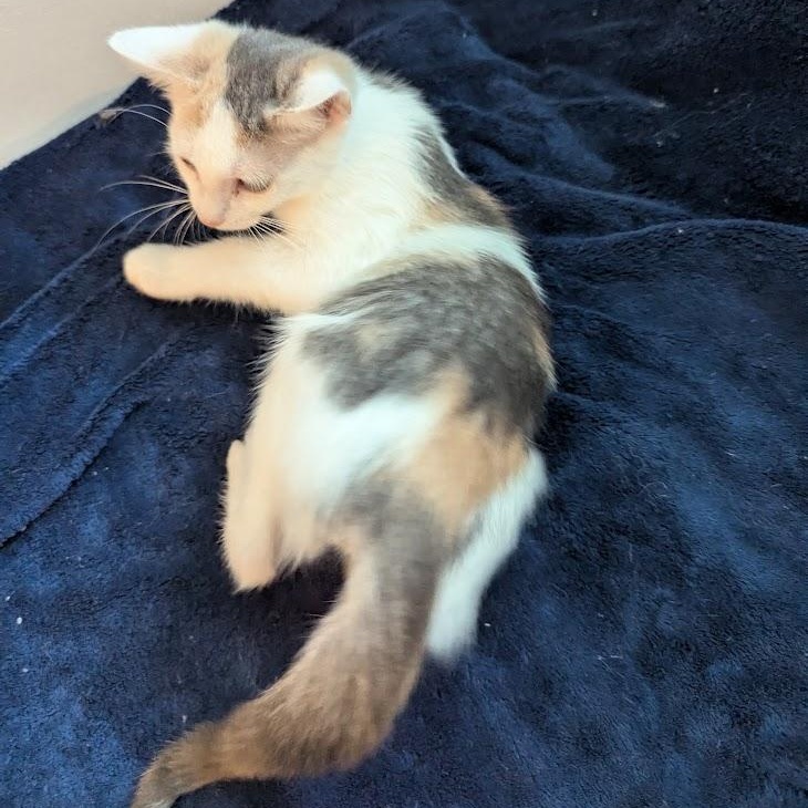 Enlarge Rosalie - Dilute Calico, a ADOPTABLE Domestic Short Hair in Haddon Heights, NJ image 4/4