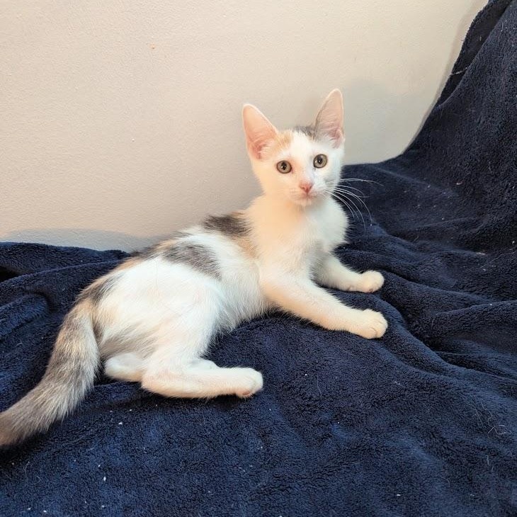 Enlarge Rosalie - Dilute Calico, a ADOPTABLE Domestic Short Hair in Haddon Heights, NJ image 2/4