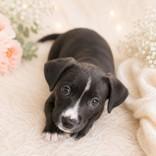 Enlarge Athena, a Adoptable mixed breed in Portsmouth, OH image 1/1