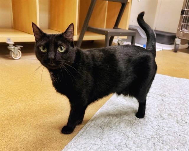 DONUT — thumbnail 2