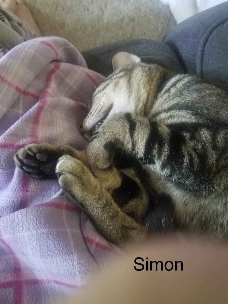 Enlarge Simon, a Adoptable Domestic Short Hair in White Bluff, TN image 1/1