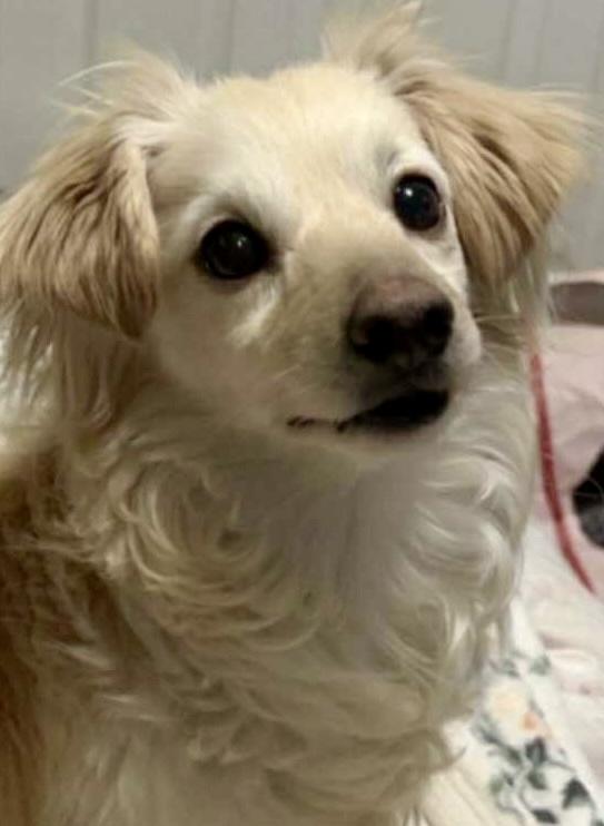 Enlarge Gracie, a ADOPTABLE mixed breed in Portland, OR image 2/4