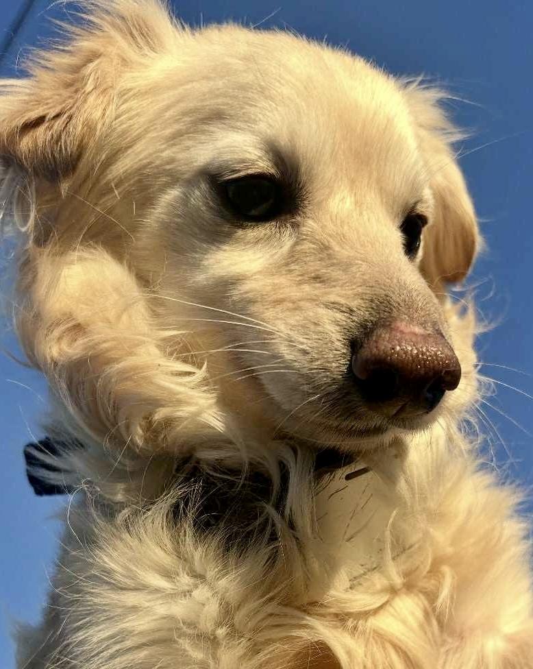 Enlarge Gracie, a ADOPTABLE mixed breed in Portland, OR image 4/4