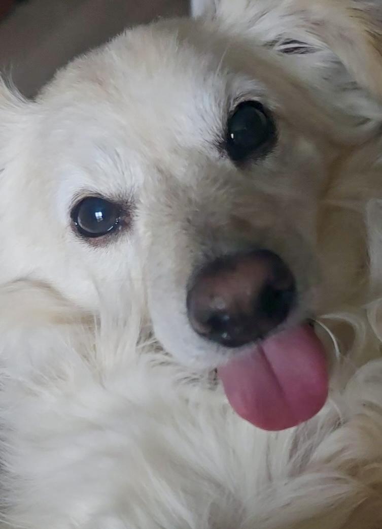 Enlarge Gracie, a ADOPTABLE mixed breed in Portland, OR image 3/4