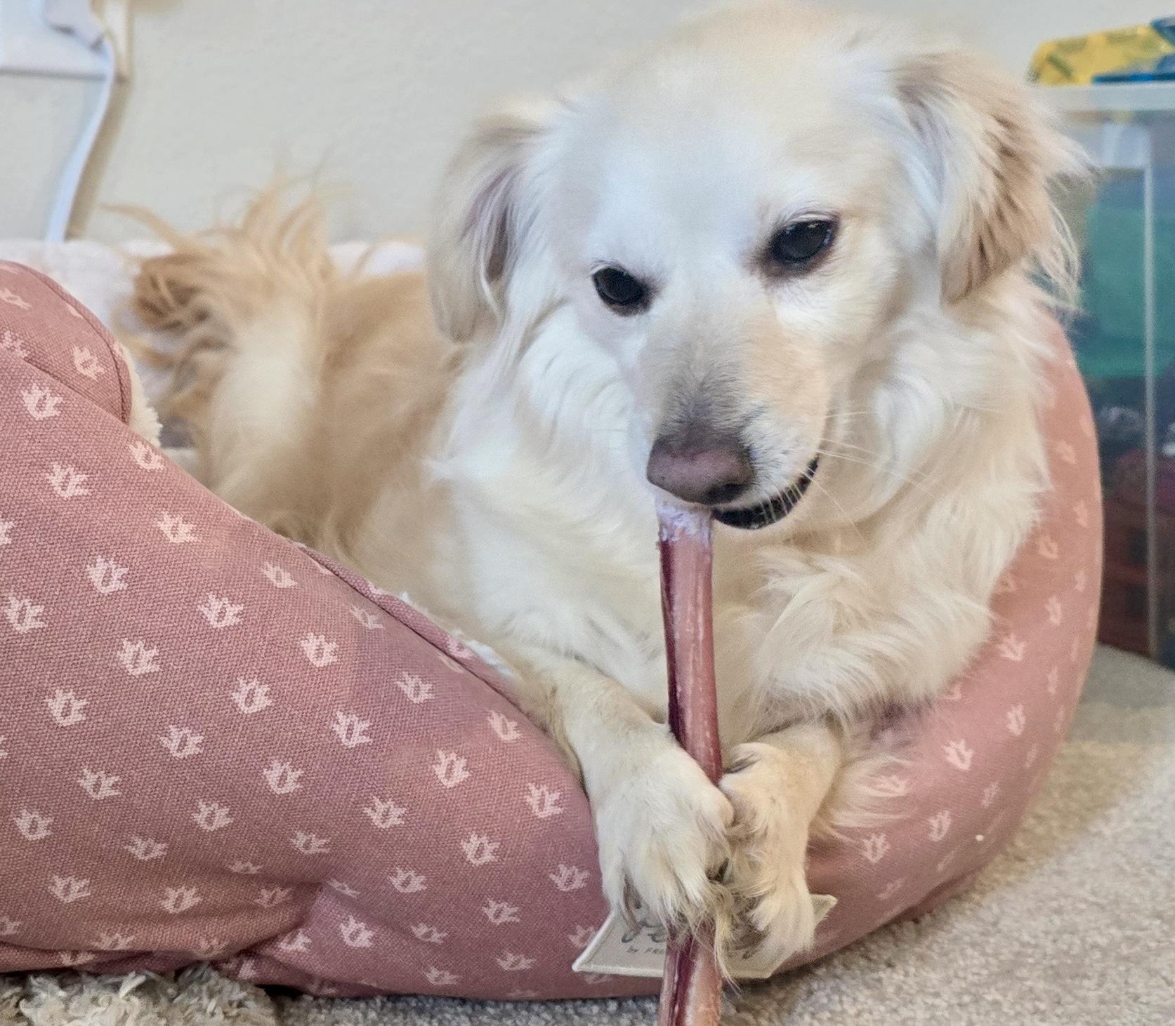 Enlarge Gracie, a ADOPTABLE mixed breed in Portland, OR image 1/4