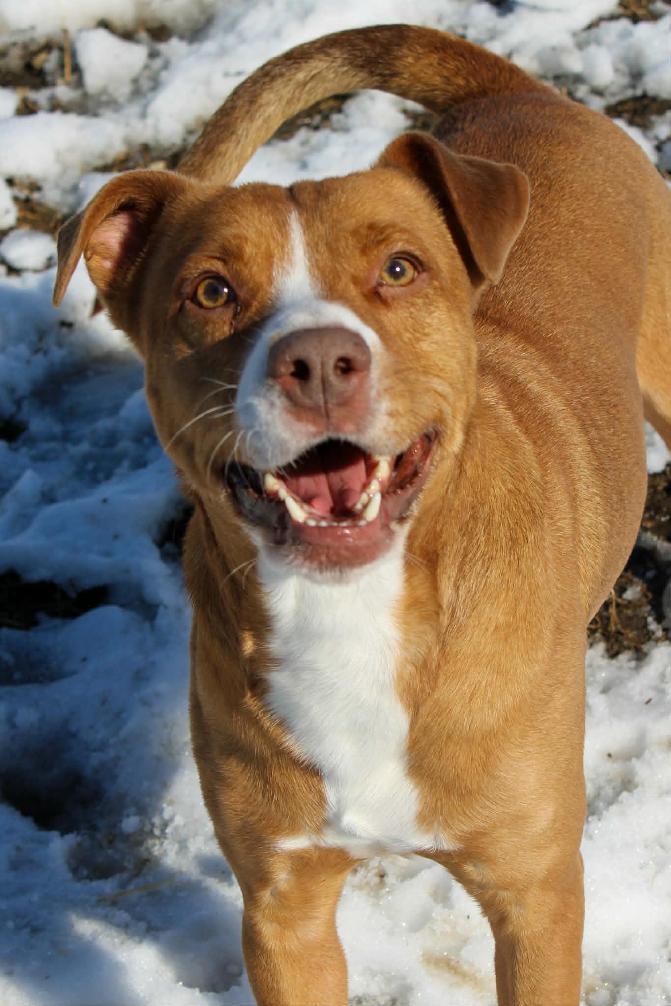 Piggy, ADOPTABLE, Adult Male Pit Bull Terrier.