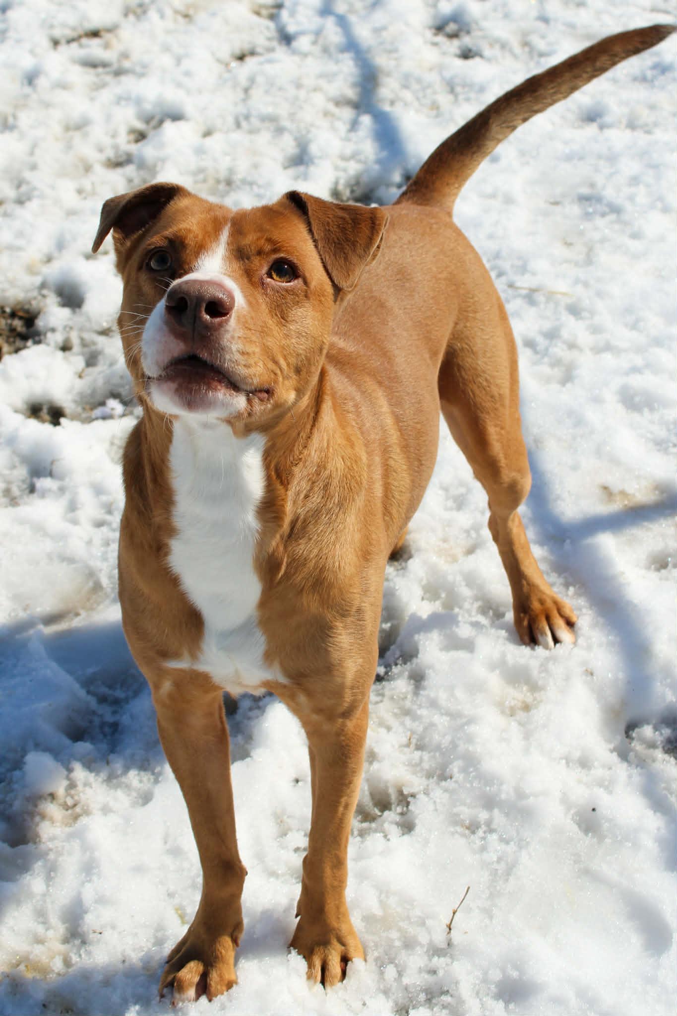 Enlarge Piggy, a ADOPTABLE Pit Bull Terrier in Calhoun, KY image 3/6