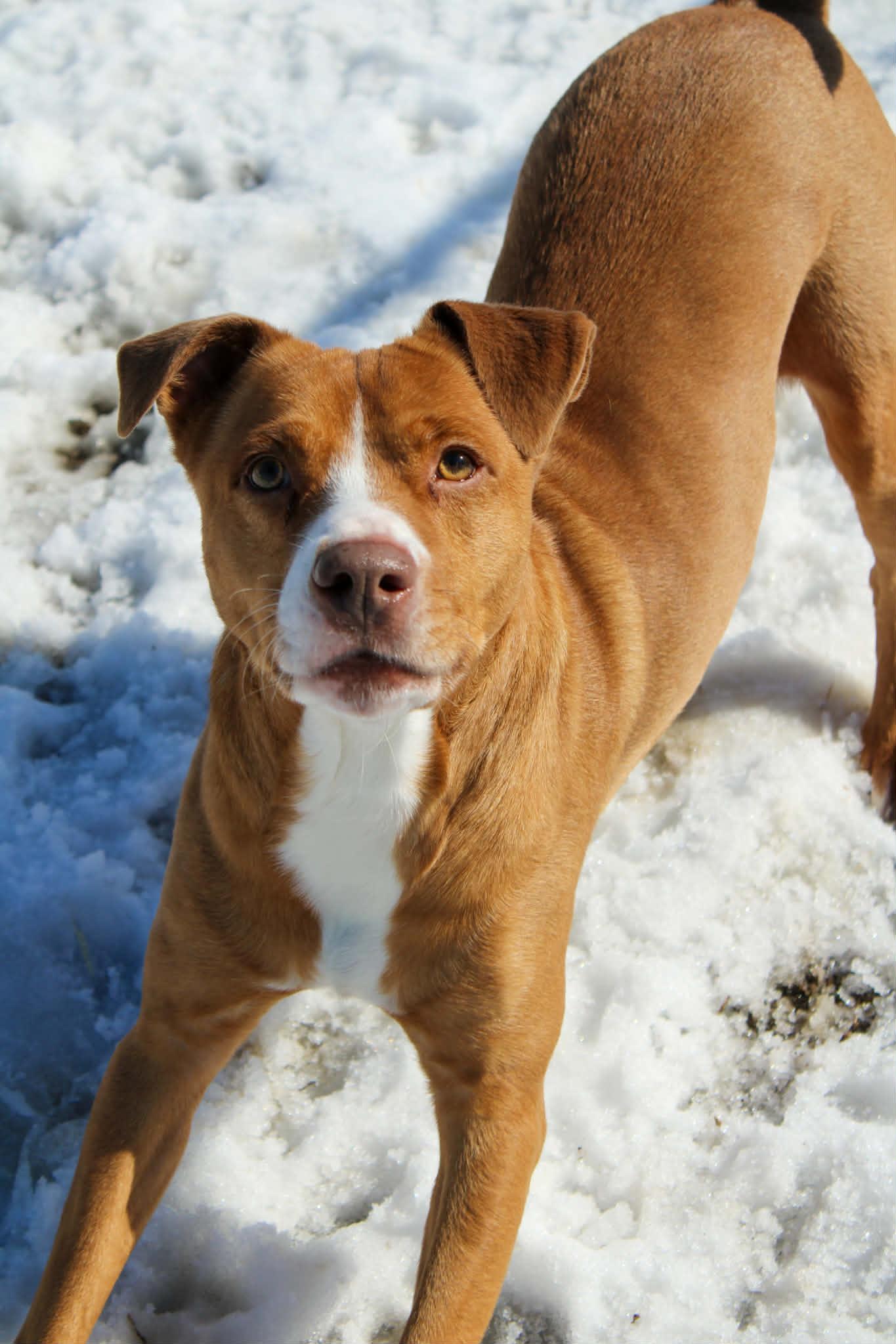 Enlarge Piggy, a ADOPTABLE Pit Bull Terrier in Calhoun, KY image 5/6
