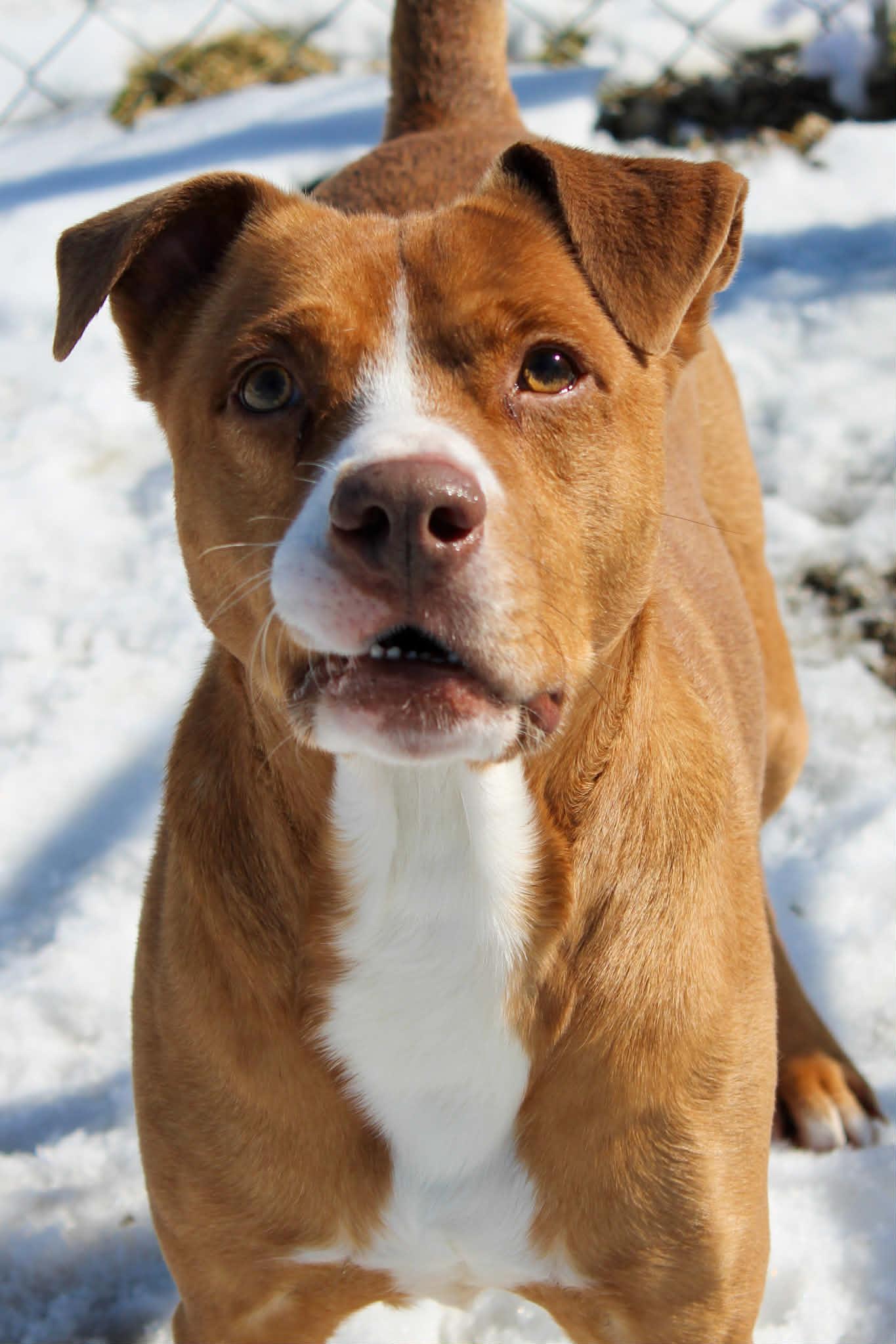 Enlarge Piggy, a ADOPTABLE Pit Bull Terrier in Calhoun, KY image 4/6
