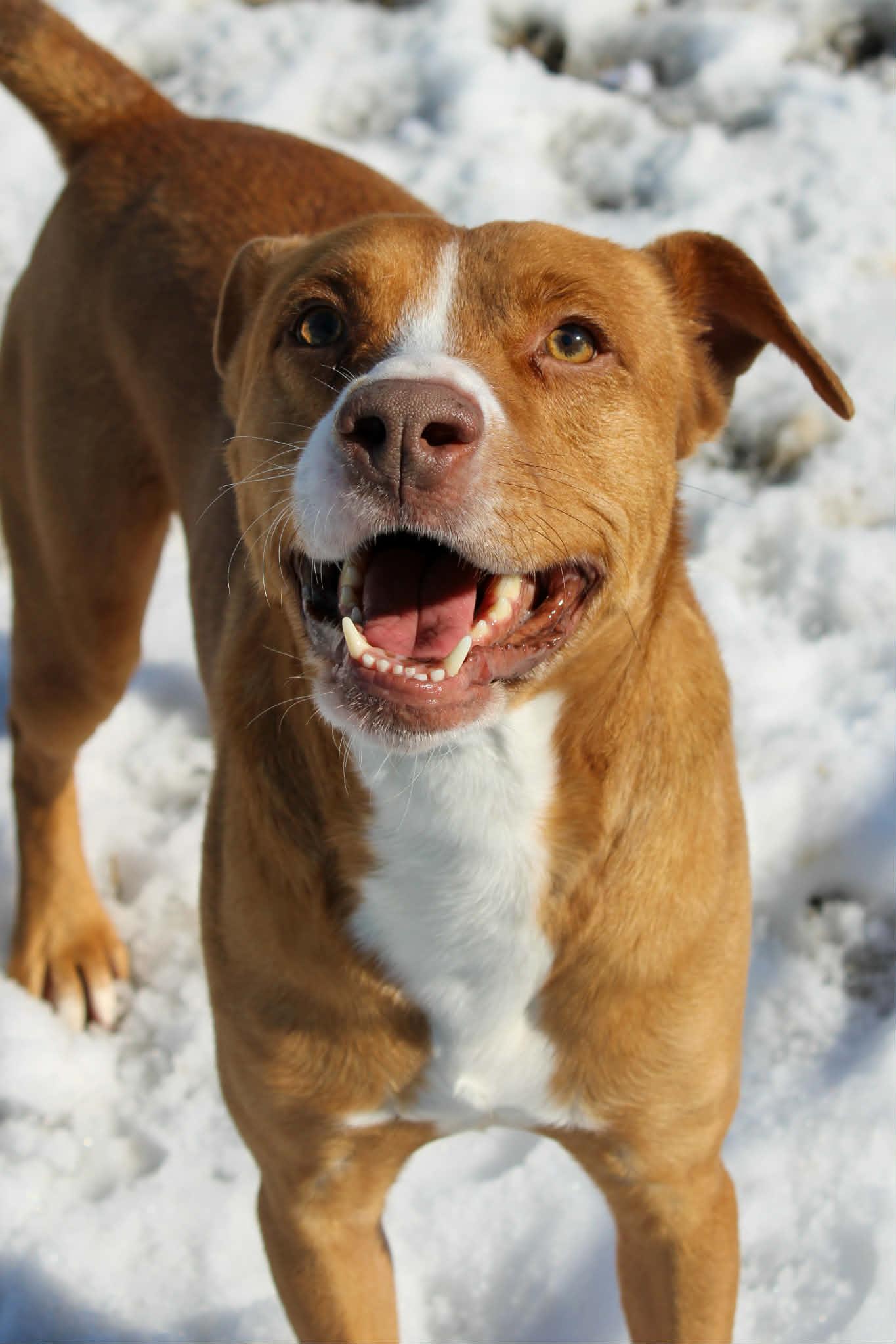 Enlarge Piggy, a ADOPTABLE Pit Bull Terrier in Calhoun, KY image 2/6