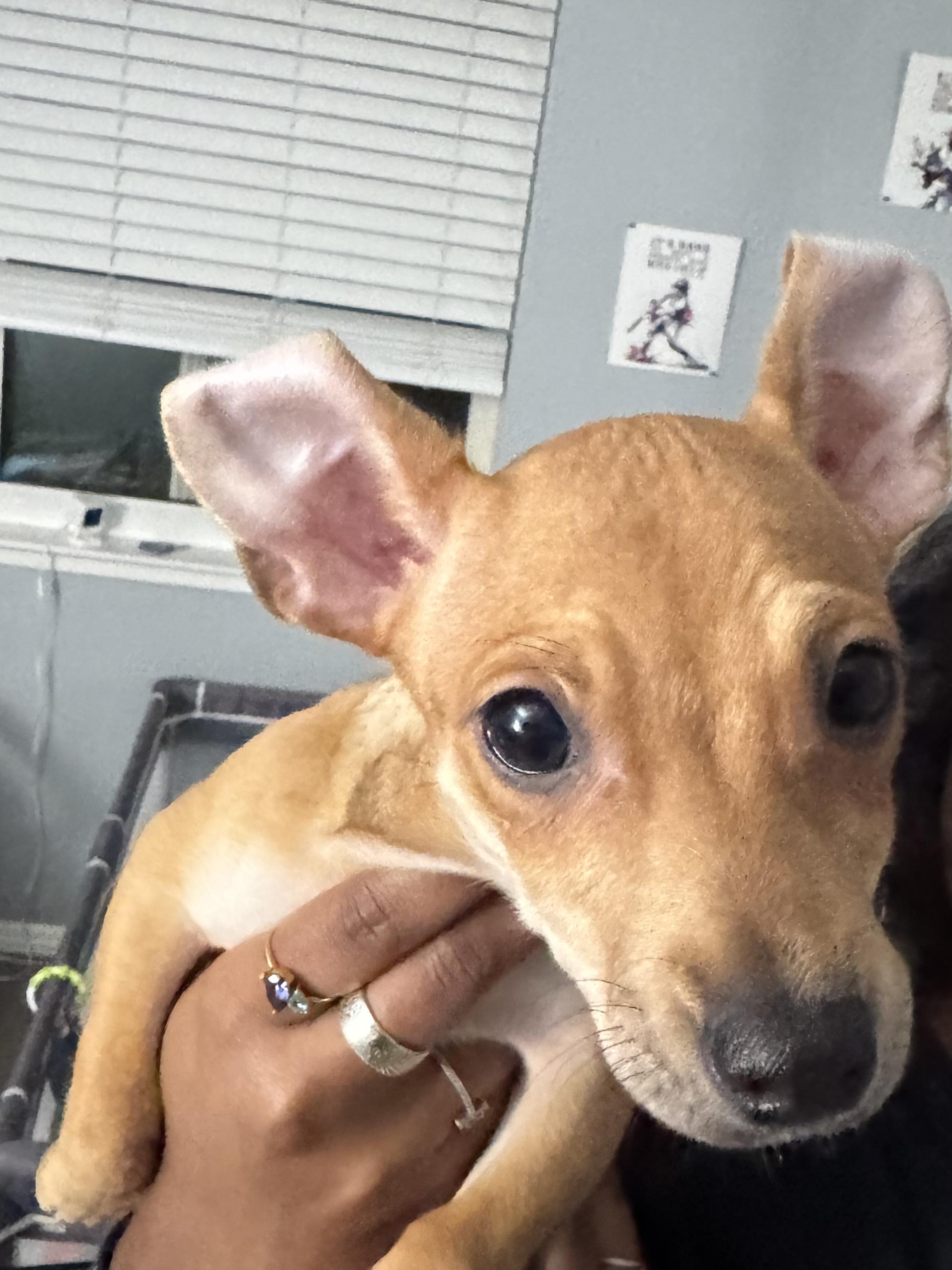 Enlarge Veronica, an adopted mixed breed in Penryn, CA image 2/2