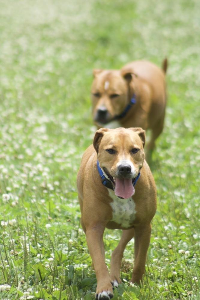 Enlarge Tom, a Adoptable mixed breed in Xenia, OH image 1/5
