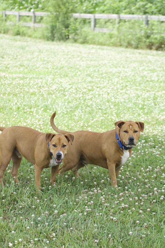 Enlarge Tom, a Adoptable mixed breed in Xenia, OH image 4/5