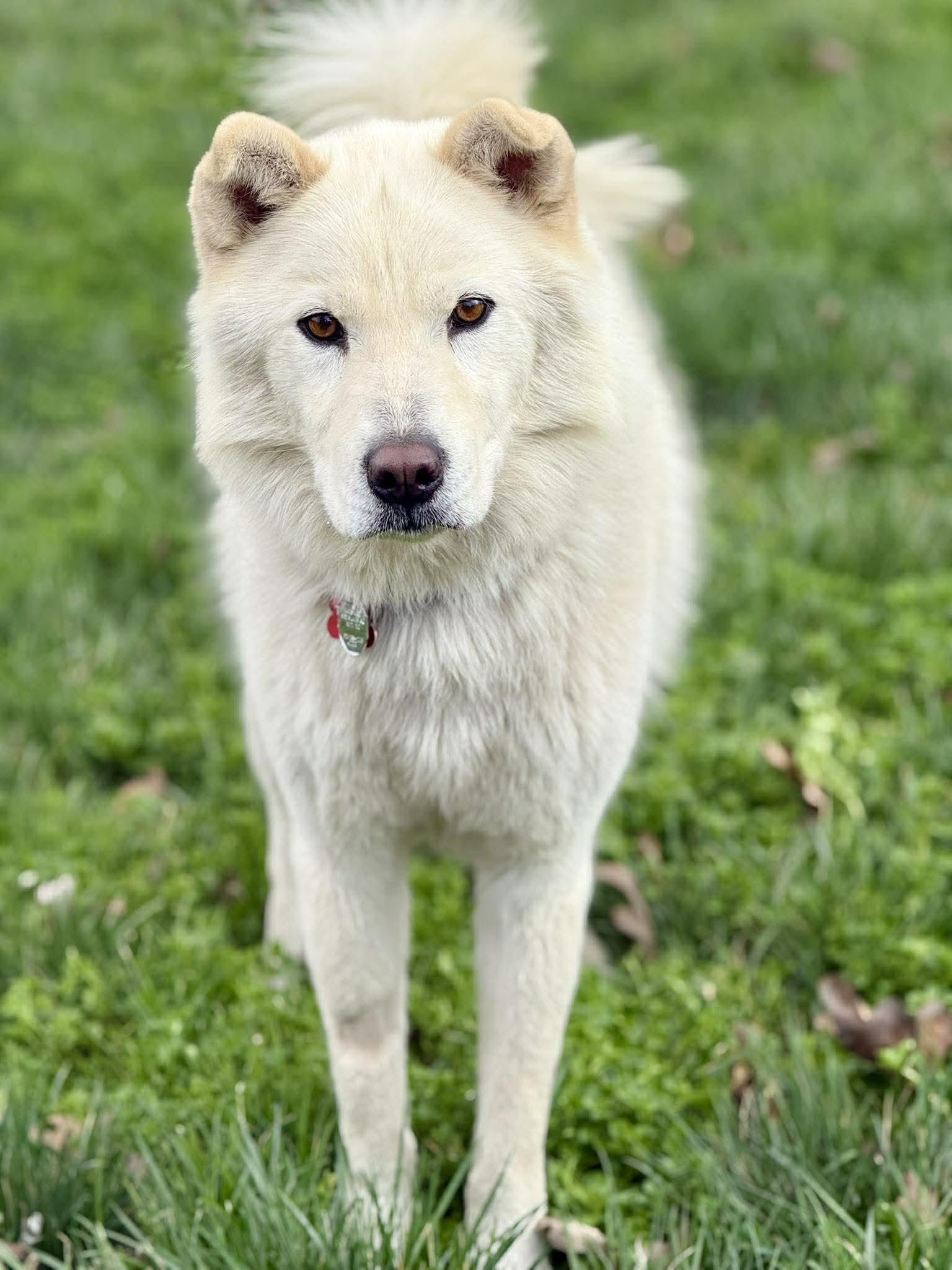 Enlarge Walker Woofington , a ADOPTABLE mixed breed in Kiowa, OK image 3/6