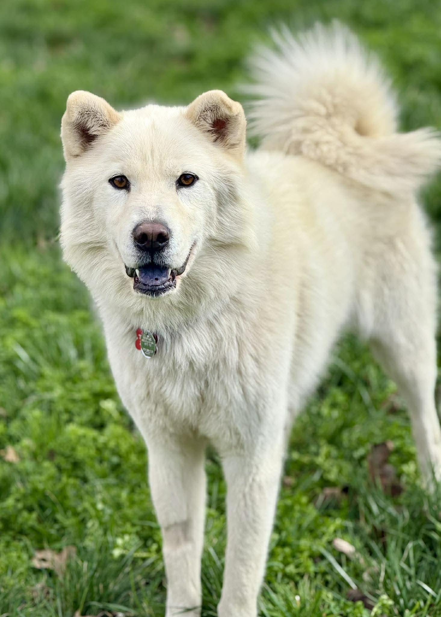 Enlarge Walker Woofington , a ADOPTABLE mixed breed in Kiowa, OK image 5/6