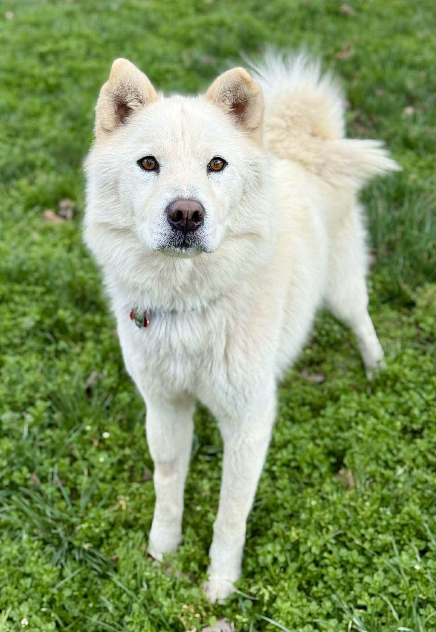 Enlarge Walker Woofington , a ADOPTABLE mixed breed in Kiowa, OK image 6/6