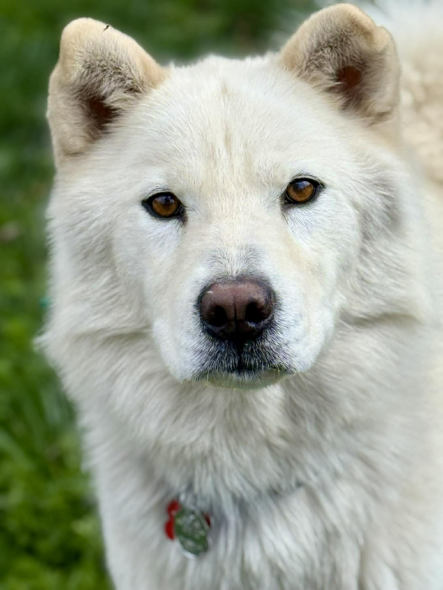 Enlarge Walker Woofington , a ADOPTABLE mixed breed in Kiowa, OK image 1/6
