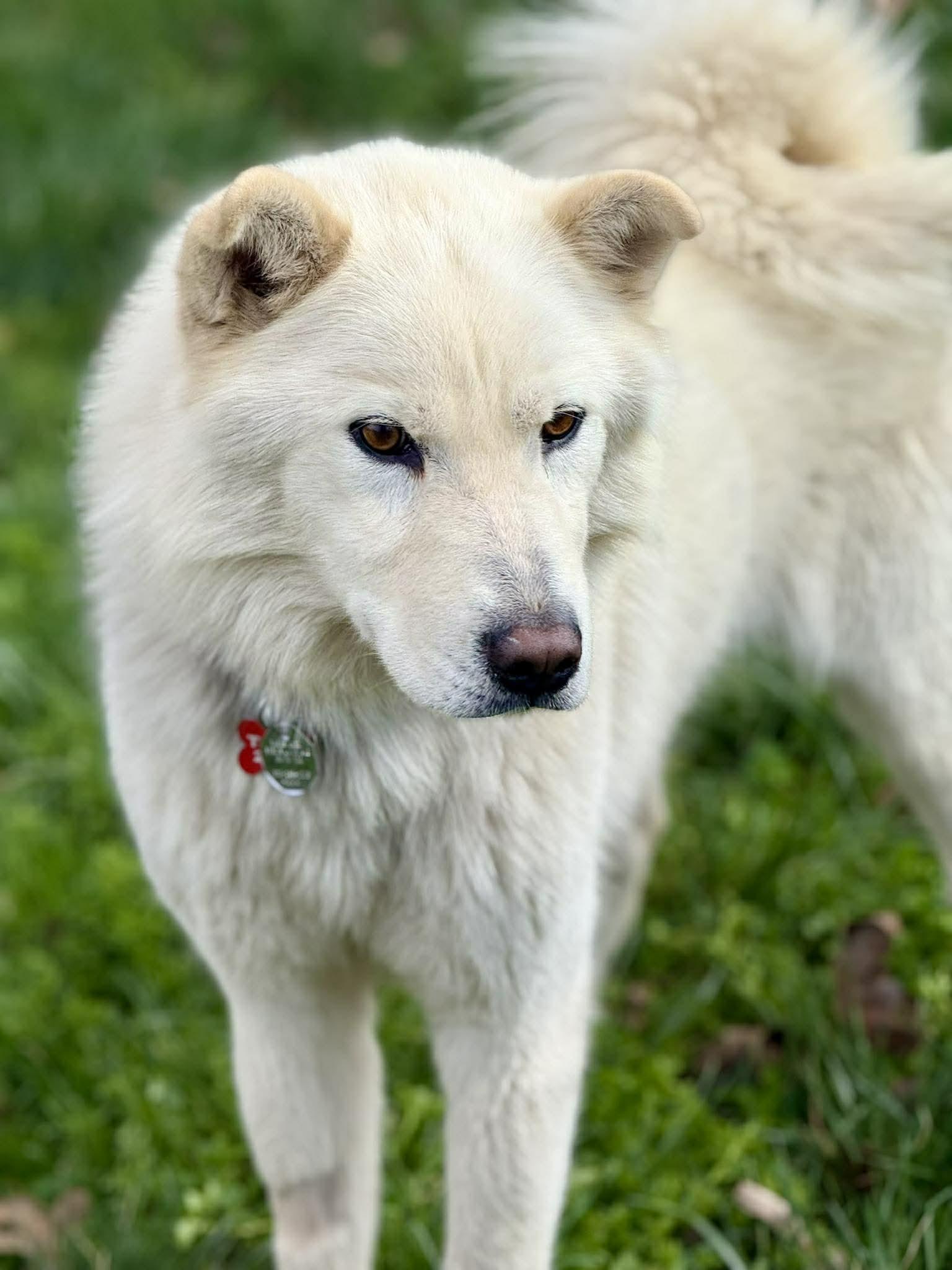 Enlarge Walker Woofington , a ADOPTABLE mixed breed in Kiowa, OK image 4/6