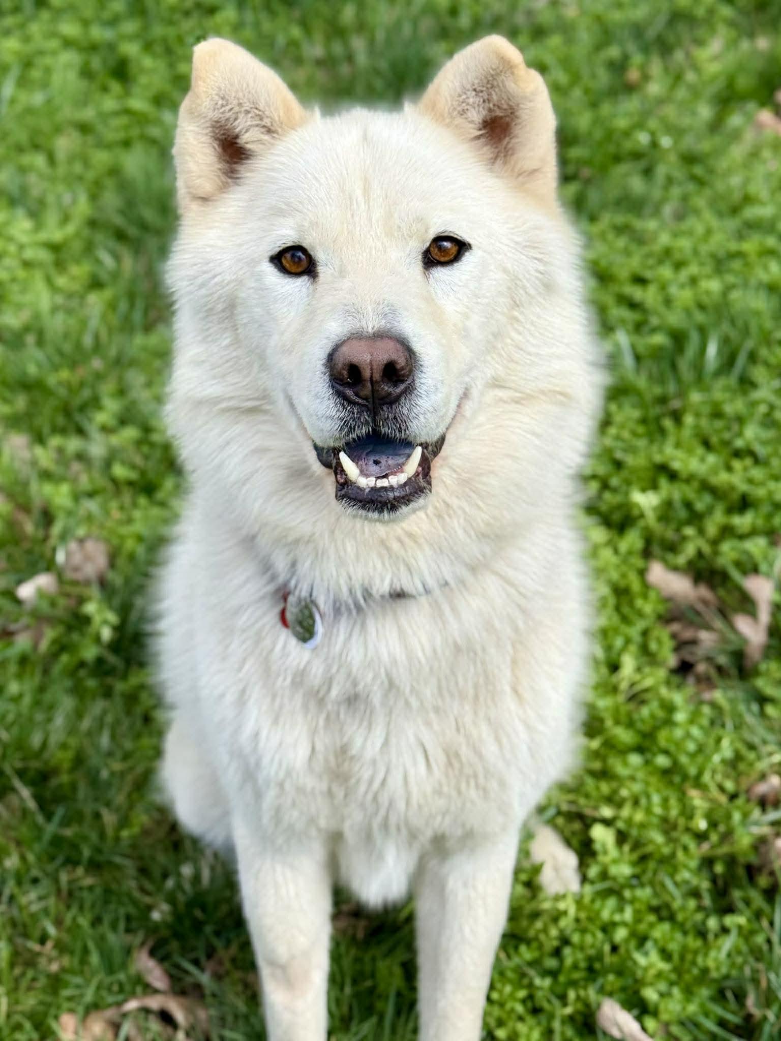 Enlarge Walker Woofington , a ADOPTABLE mixed breed in Kiowa, OK image 2/6