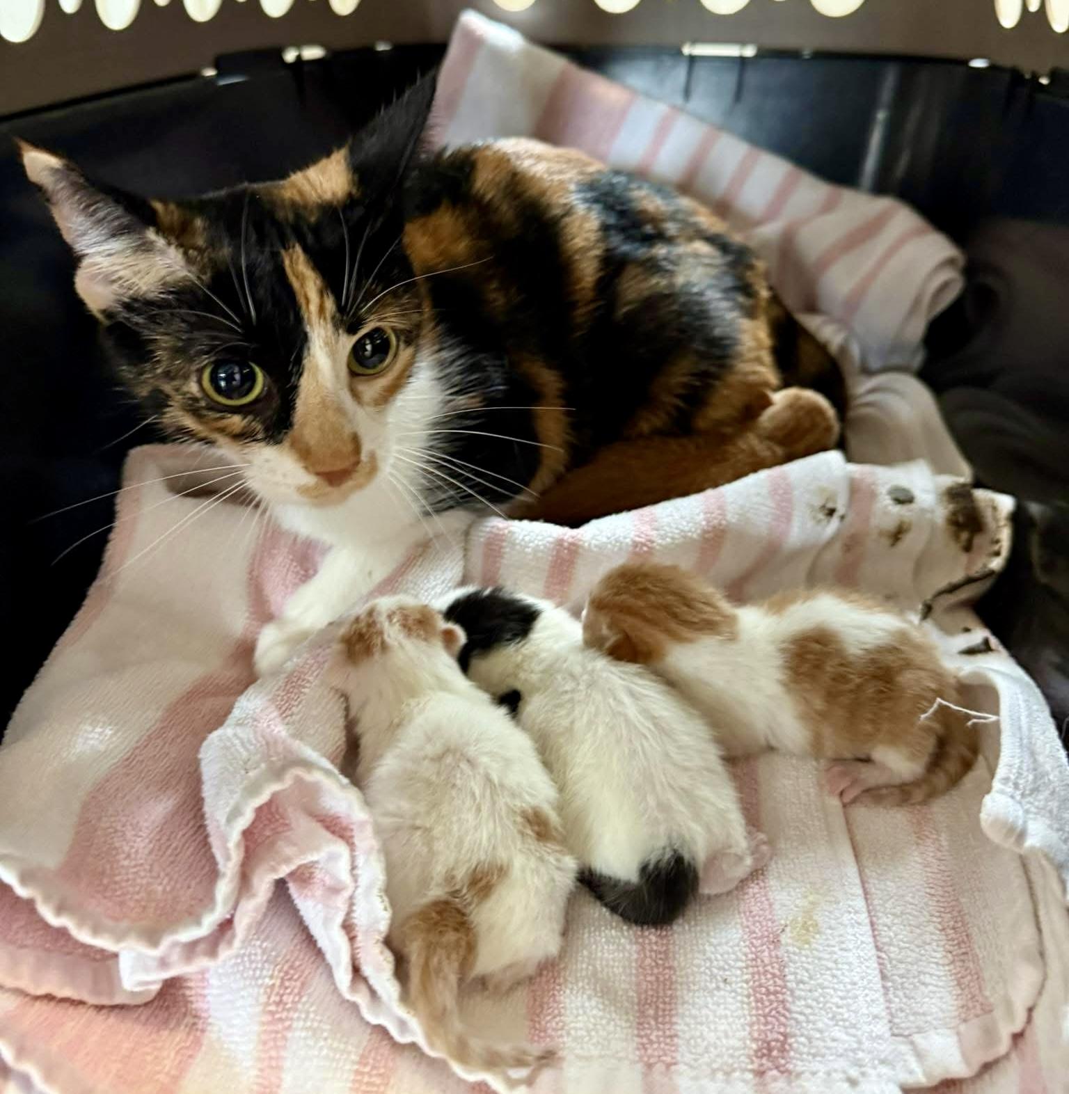 Enlarge Morticia, a Adoptable Domestic Short Hair in Seville, OH image 1/2