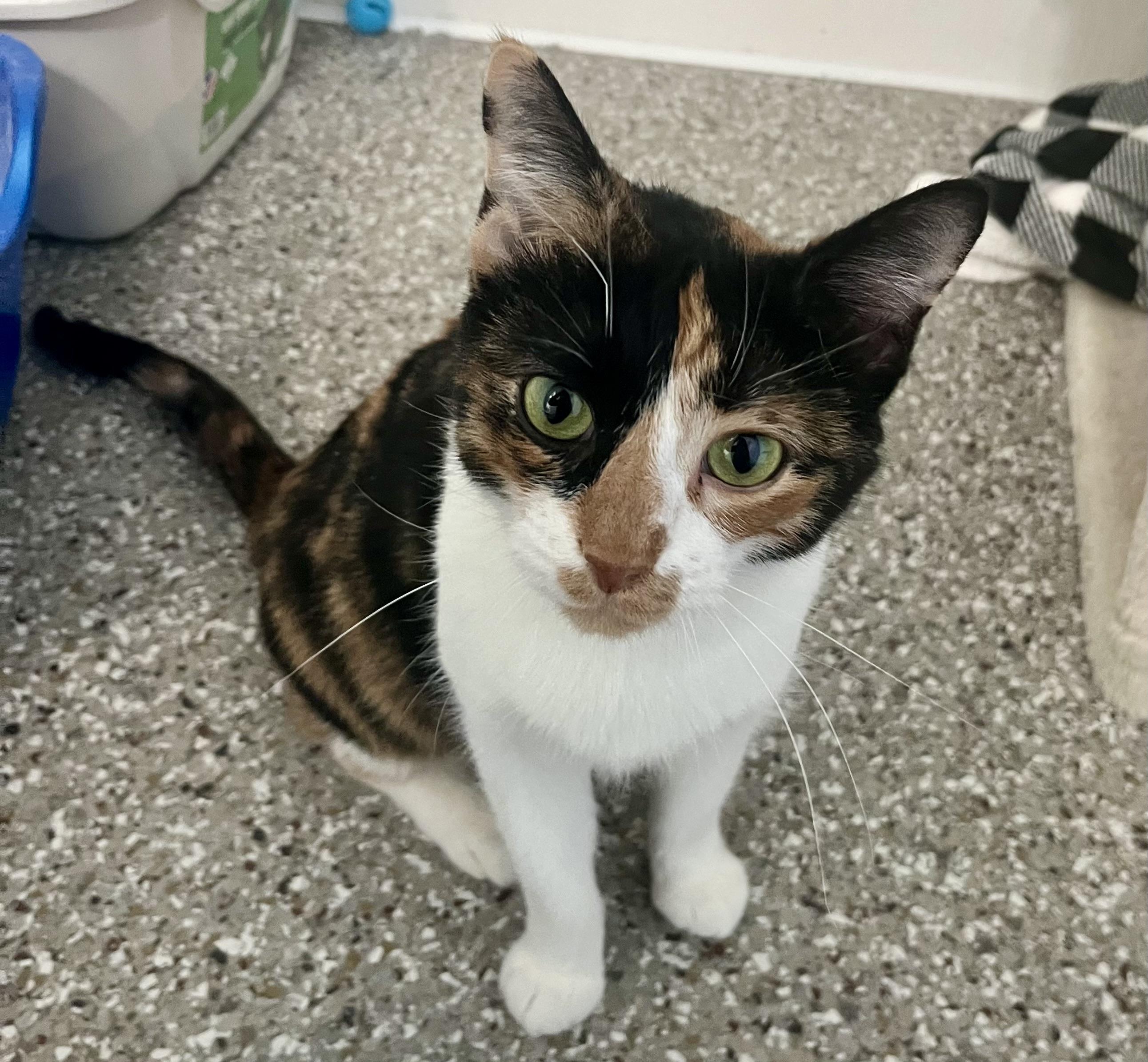 Morticia, Adoptable, Adult Female Domestic Short Hair.