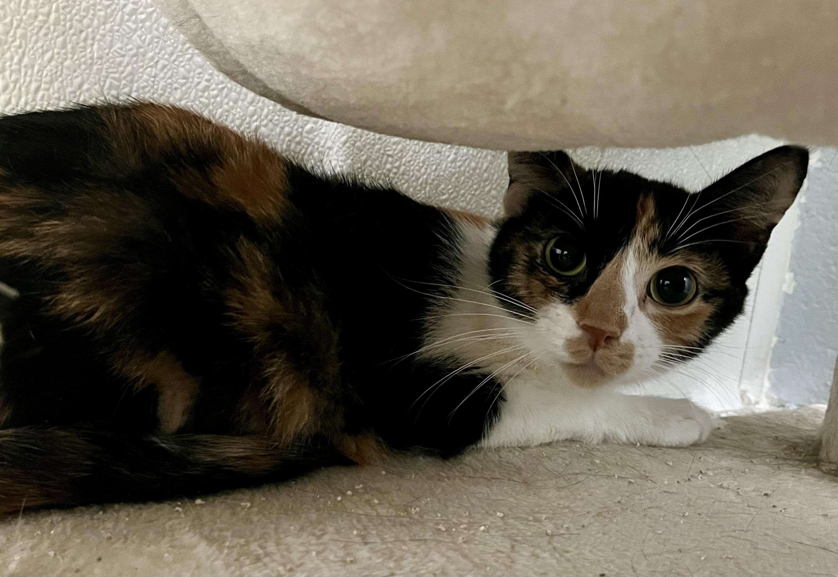 Enlarge Morticia, a Adoptable Domestic Short Hair in Seville, OH image 2/2