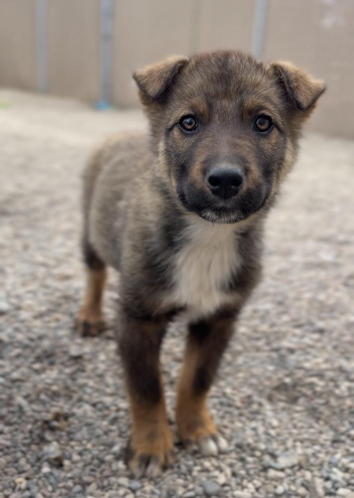 Enlarge Ciabatta, a Adoptable mixed breed in Bemidji, MN image 1/2
