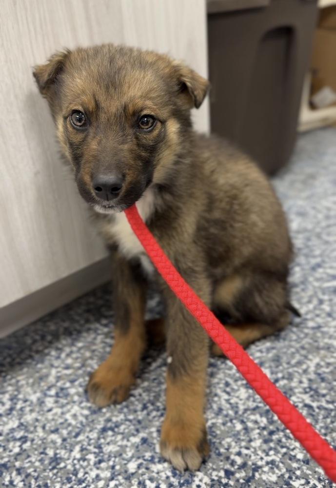 Enlarge Ciabatta, a Adoptable mixed breed in Bemidji, MN image 2/2