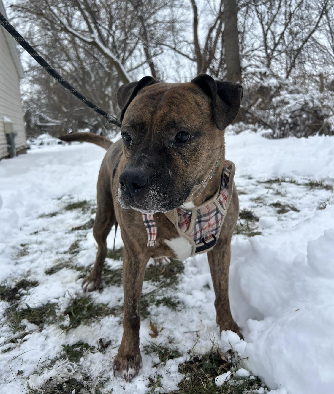 Quincy, a Adoptable mixed breed in Crystal Lake, IL image 1/5