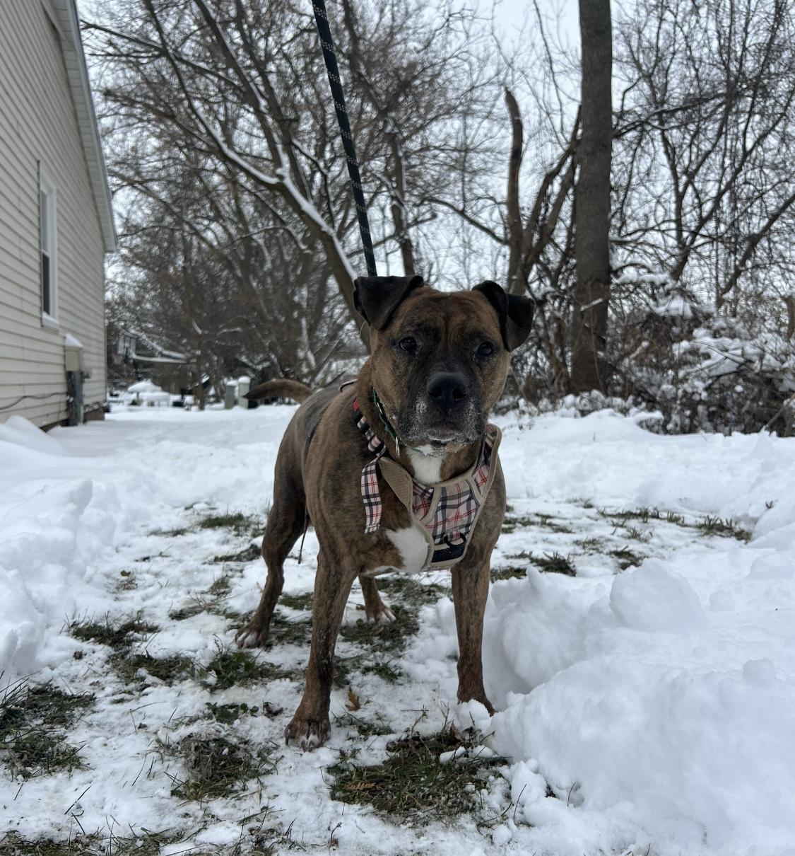 Quincy, a Adoptable mixed breed in Crystal Lake, IL image 2/5