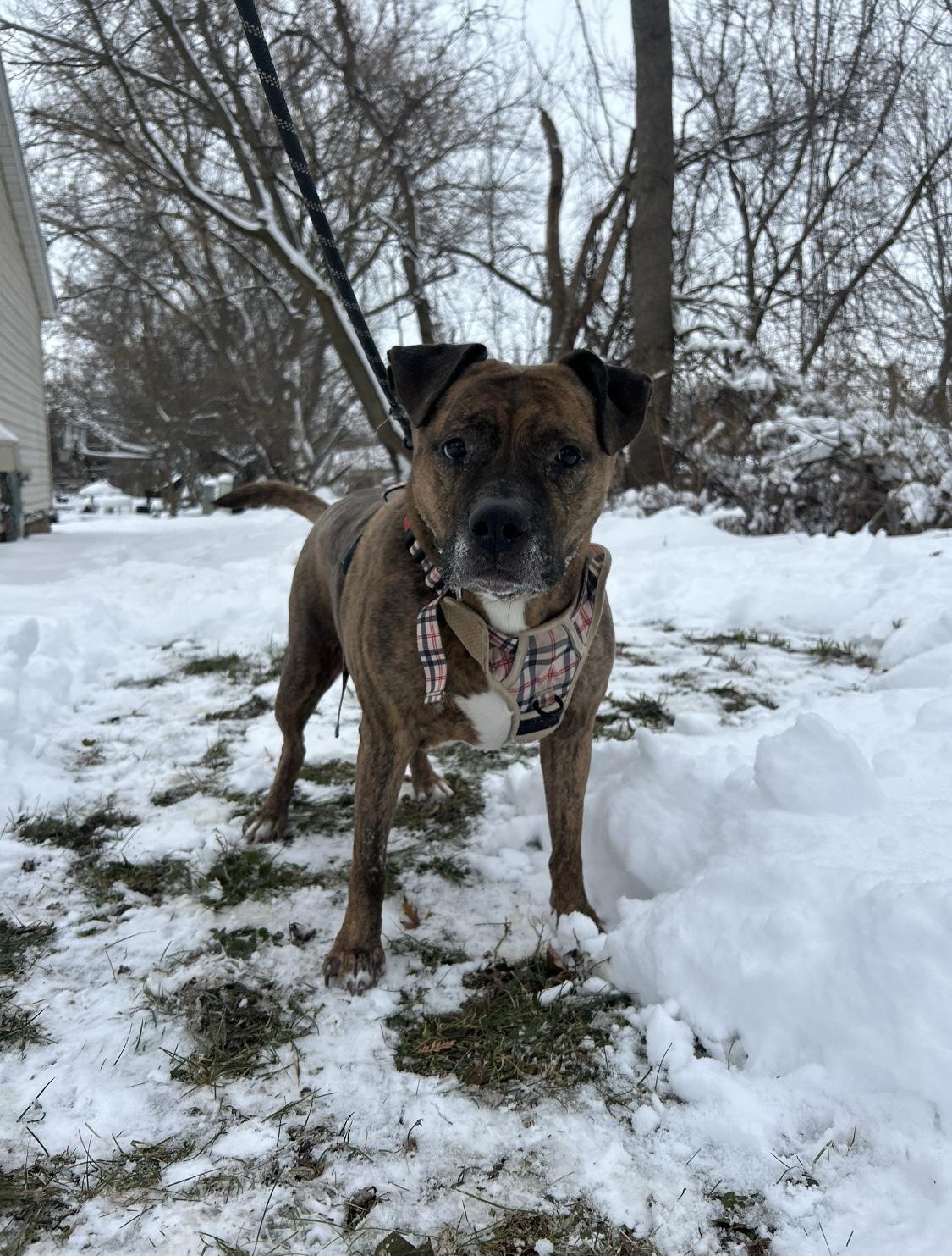 Quincy, a Adoptable mixed breed in Crystal Lake, IL image 3/5