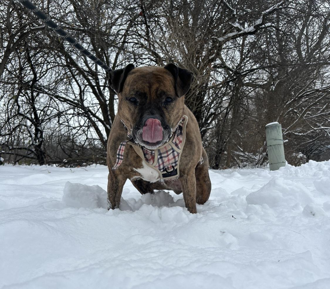 Quincy, a Adoptable mixed breed in Crystal Lake, IL image 4/5